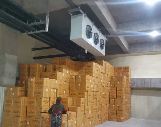 催熟库建造:香蕉保鲜催熟库